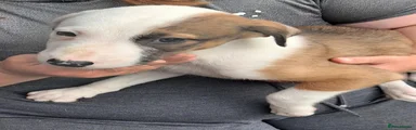 Lurcher 2