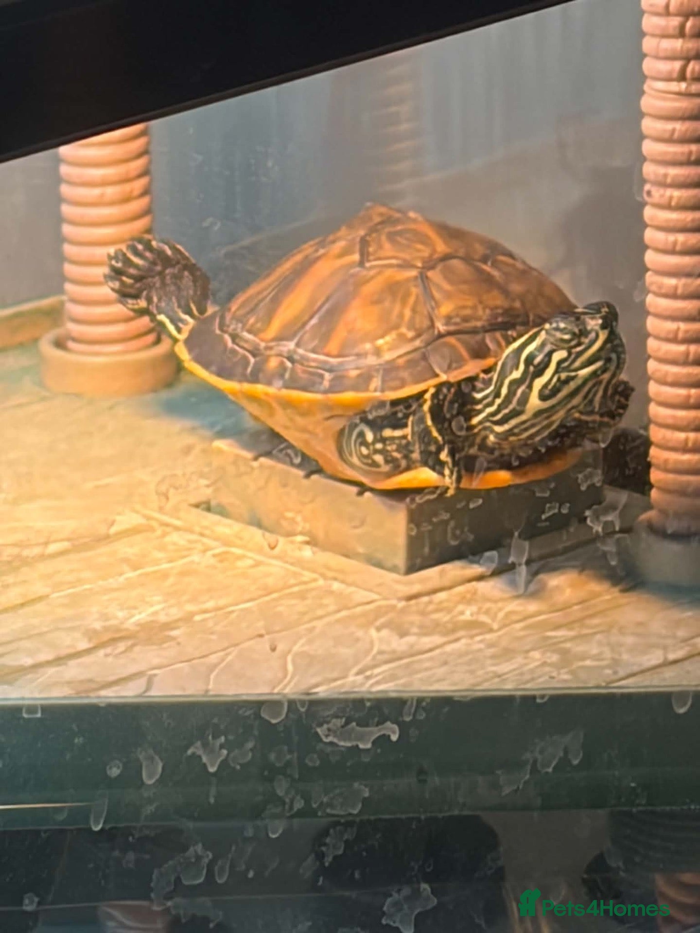 Terrapin reptiles Terrapin turtles  - Advert 1