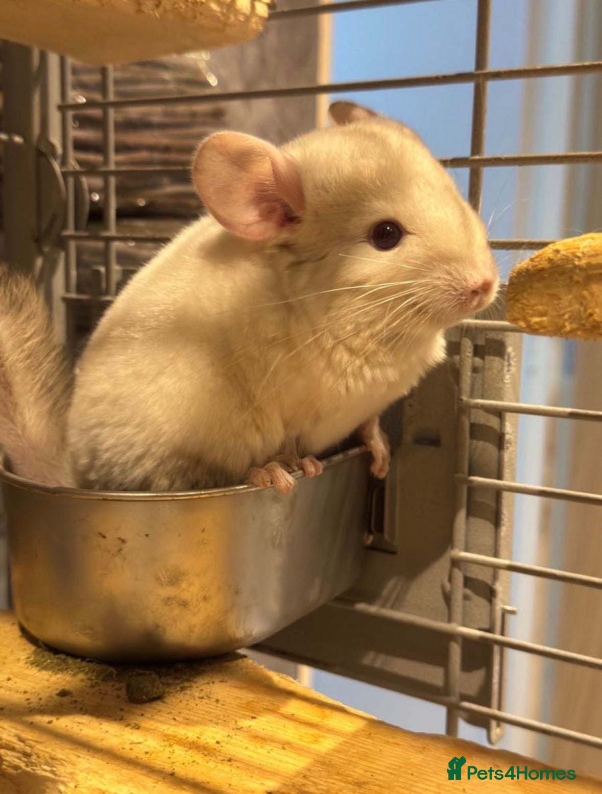 Chinchilla rodents Male and Female White Mosaic Chinchilla babies - Advert 3