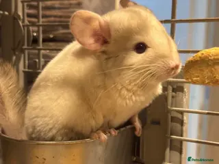 Chinchilla rodents Male and Female White Mosaic Chinchilla babies - Advert 1