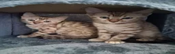 Bengal cats for sale: Tica reg. Bengal Kittens  - Advert 4
