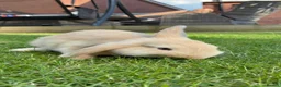 Mixed Breed rabbits for sale: Rabbits for sale - Advert 2