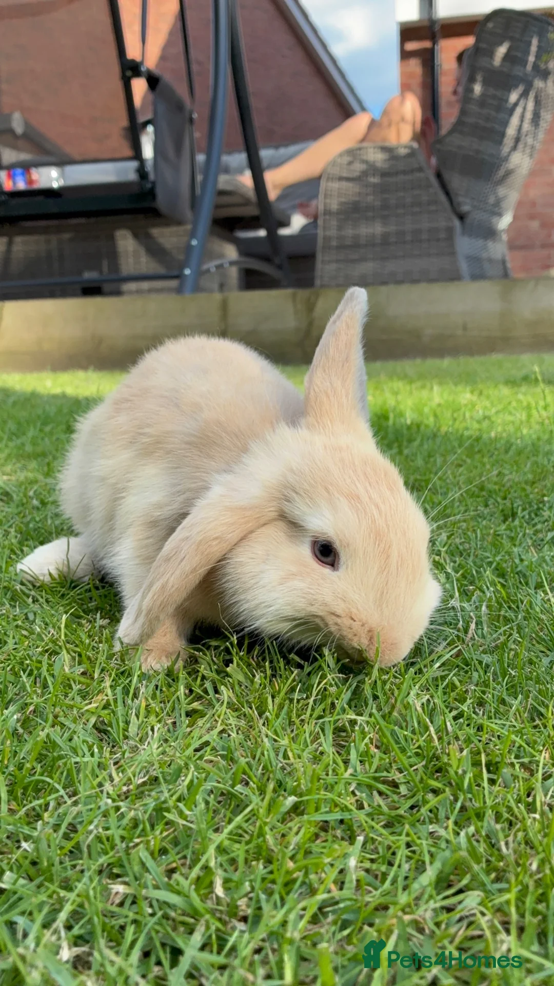 Mixed Breed rabbits for sale: Rabbits for sale - Advert 2