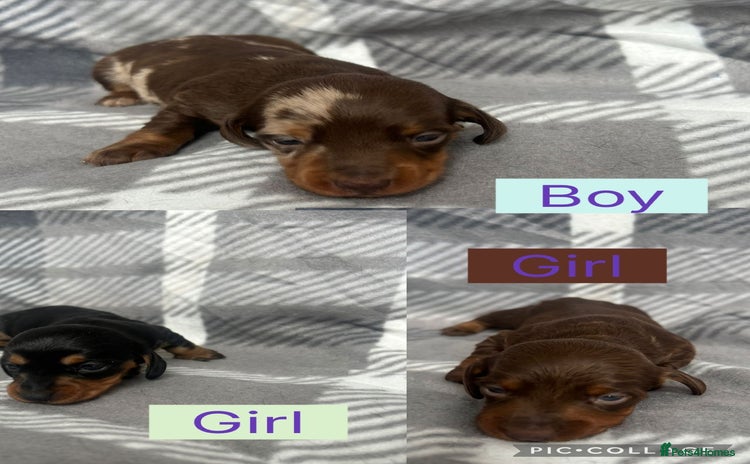 Miniature Dachshund dogs - Advert 3