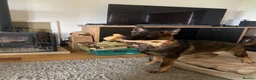 German Shepherd dogs for sale: Dm clear German shepherd pups born on the 19th sep - Advert 21