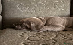 Cane Corso dogs for sale:  Pure breed Cane Corso  Puppies Looking for Homes  - Image 8