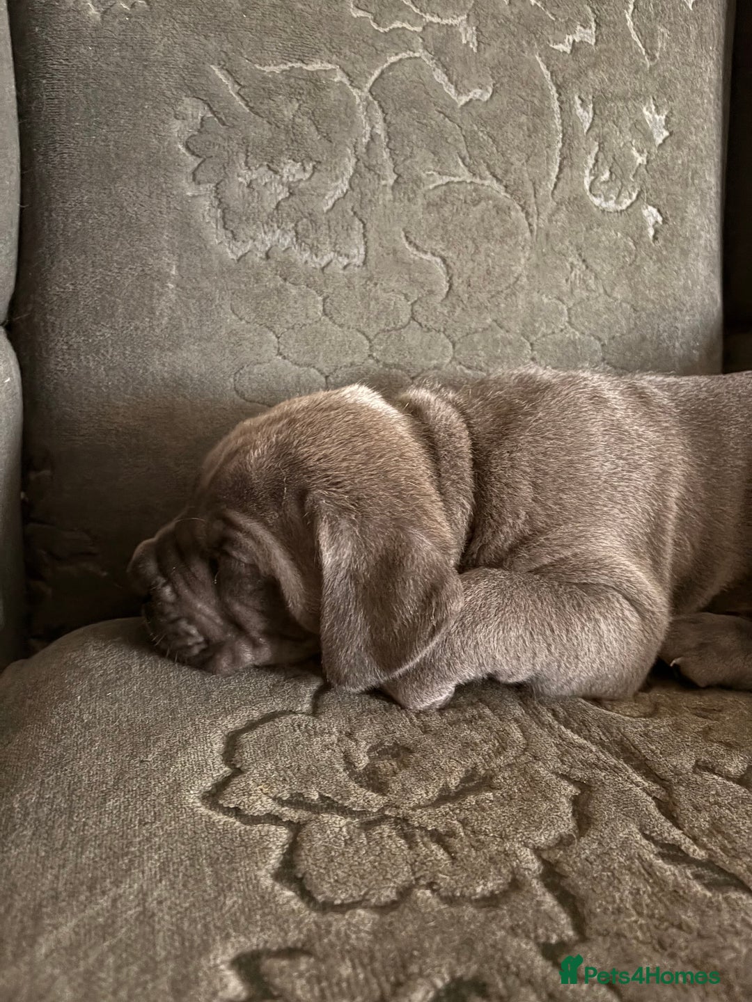 Cane Corso dogs for sale:  Pure breed Cane Corso  Puppies Looking for Homes  - Image 8