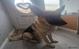 German Shepherd dogs for sale: German Shepherd  - Image 2