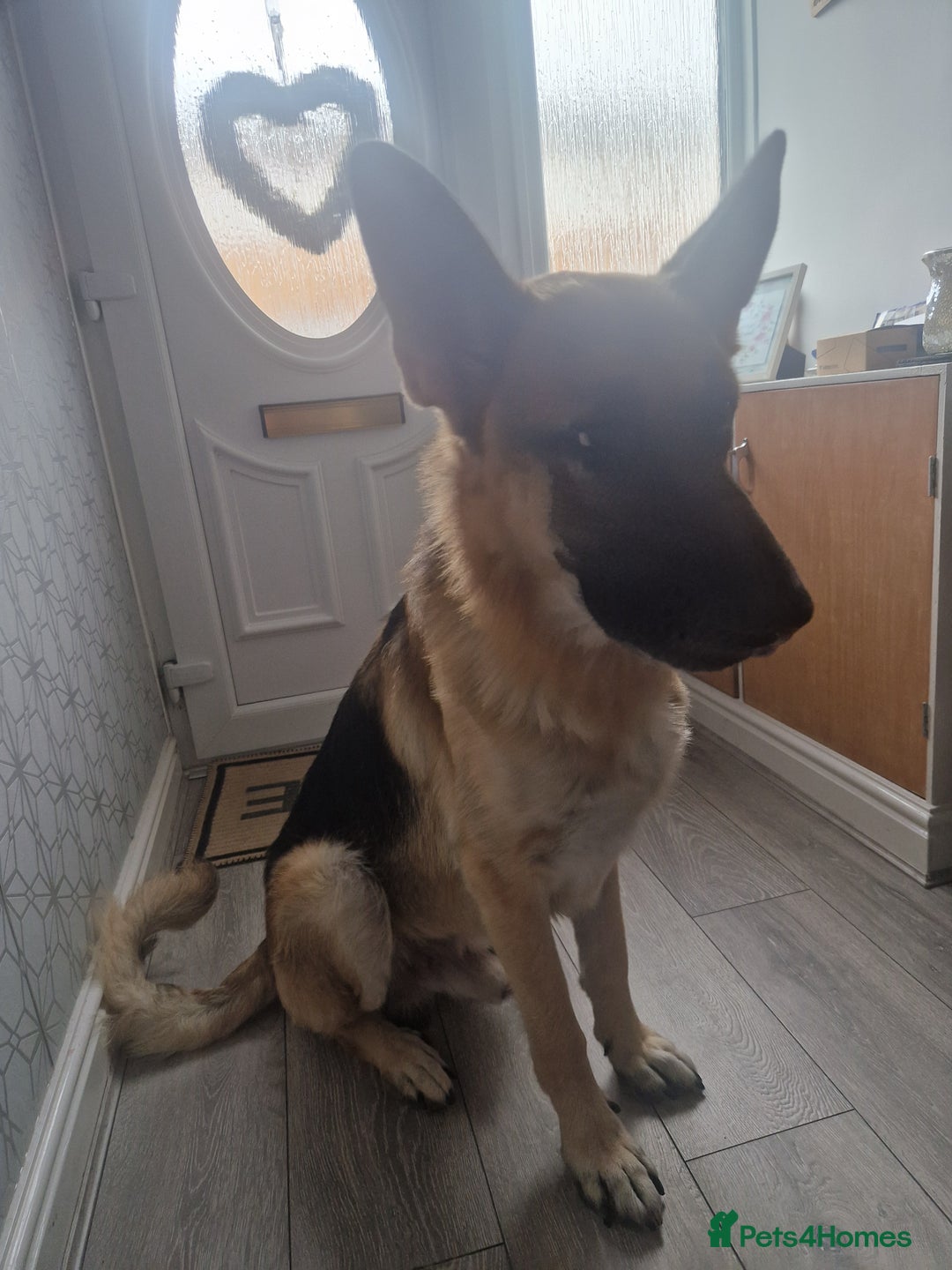 German Shepherd dogs for sale: German Shepherd  - Image 2