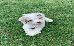 Cockapoo dogs for sale: Amazing cockapoo puppies  - Image 5