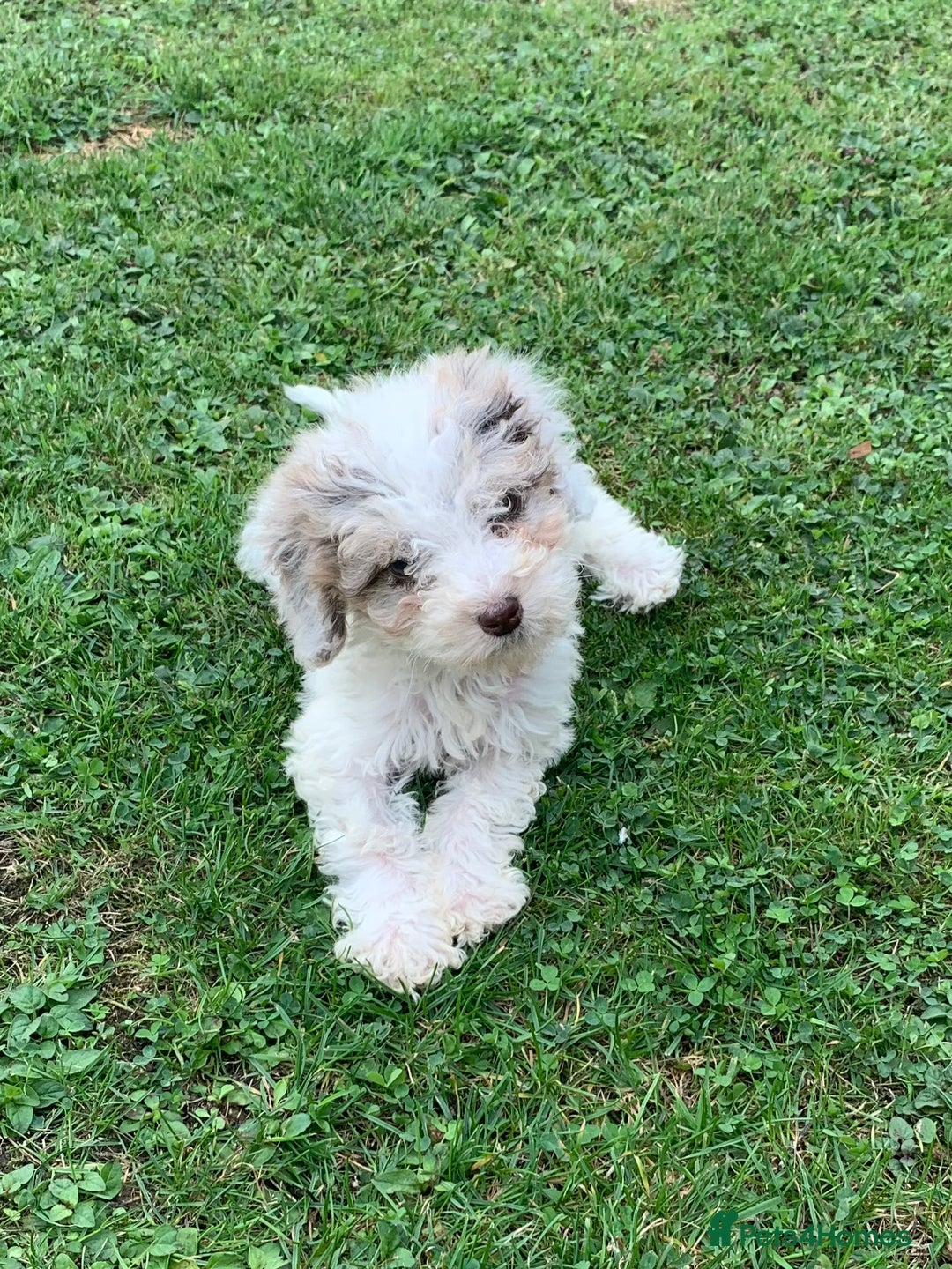Cockapoo dogs for sale: Amazing cockapoo puppies  - Image 5