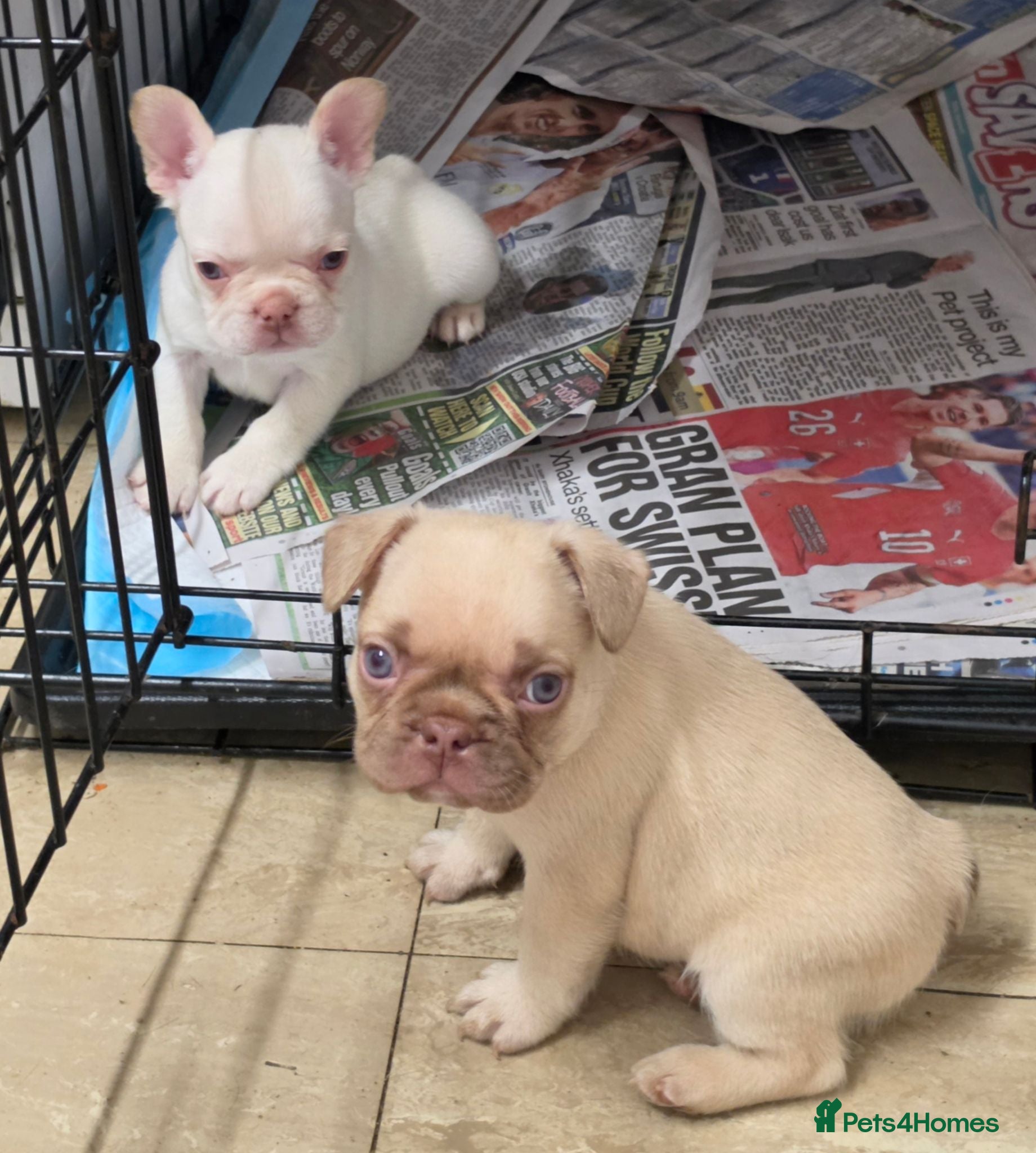 French Bulldog dogs French bulldog puppies  - Advert 12