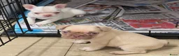 French Bulldog dogs for sale: French bulldog puppies  - Advert 23