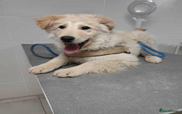 Labrador Retriever dogs for adoption: Bubi! - Image 4
