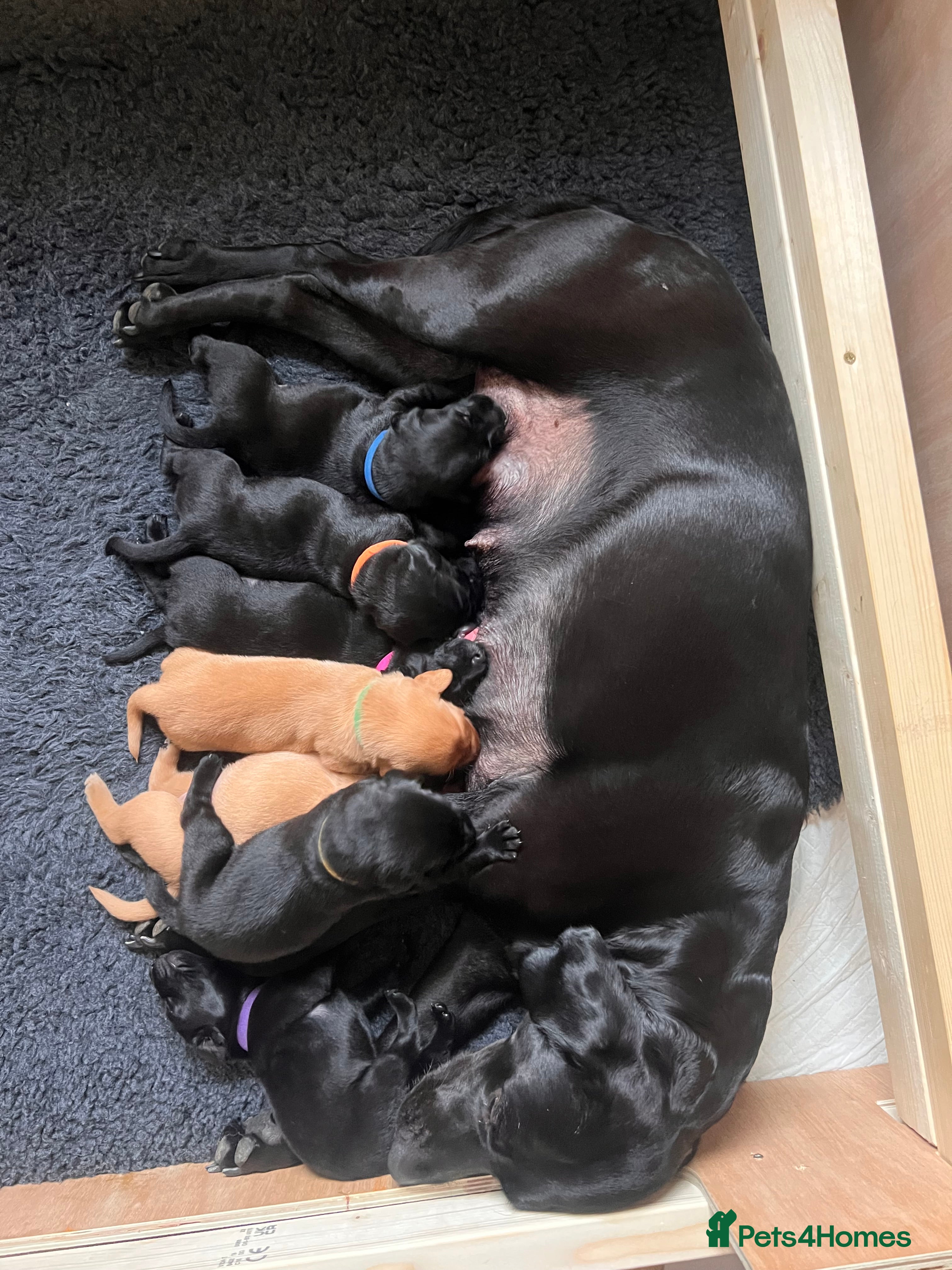 Labrador Retriever dogs Stunning KC Registered Working Labrador Puppies   - Advert 1