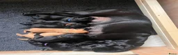 Labrador Retriever dogs for sale: Stunning KC Registered Working Labrador Puppies   in Daventry - Advert 1