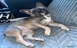 French Bulldog dogs for sale: French bulldog  - Image 19