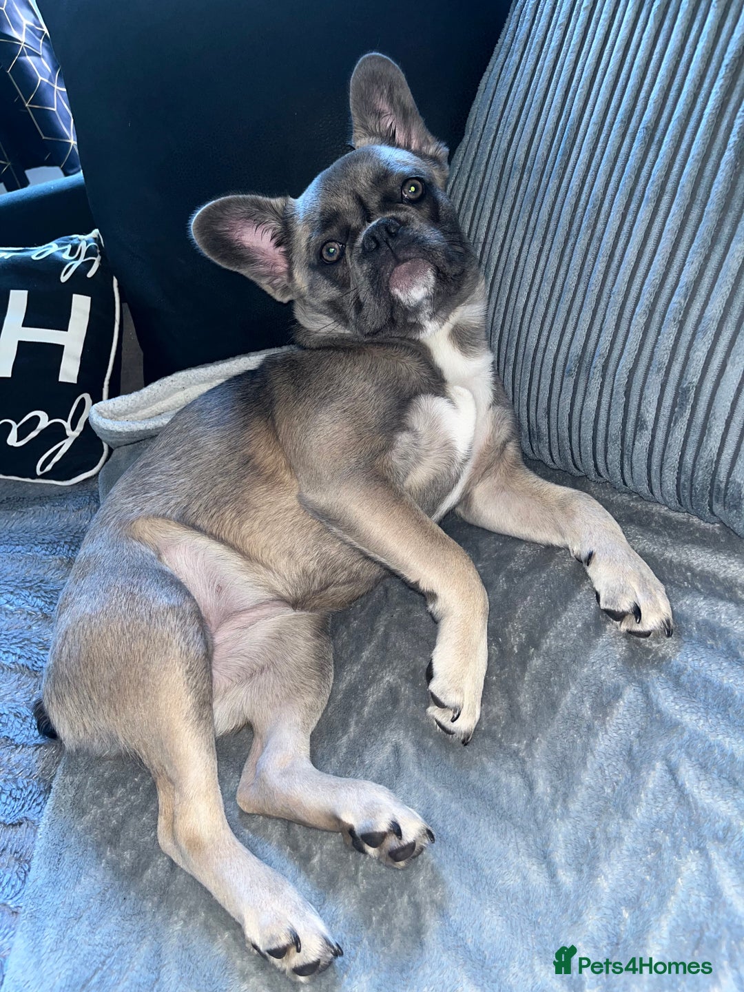French Bulldog dogs for sale: French bulldog  - Image 19