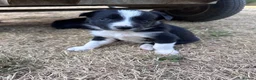 Border Collie dogs for sale: Working Border Collie Pups in Woodstock - Advert 6