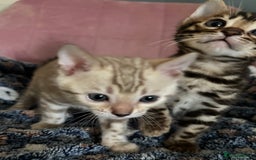 Bengal cats for sale: Stunning brown TICA reg boy bengal kitten - Image 13