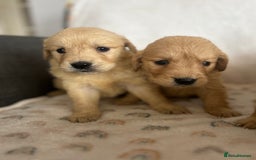Golden Retriever dogs for sale: Beautiful golden retriever litter 🐶⭐️ - Image 22