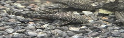 Plecos fish for sale: Bristlenose pleco - Advert 3