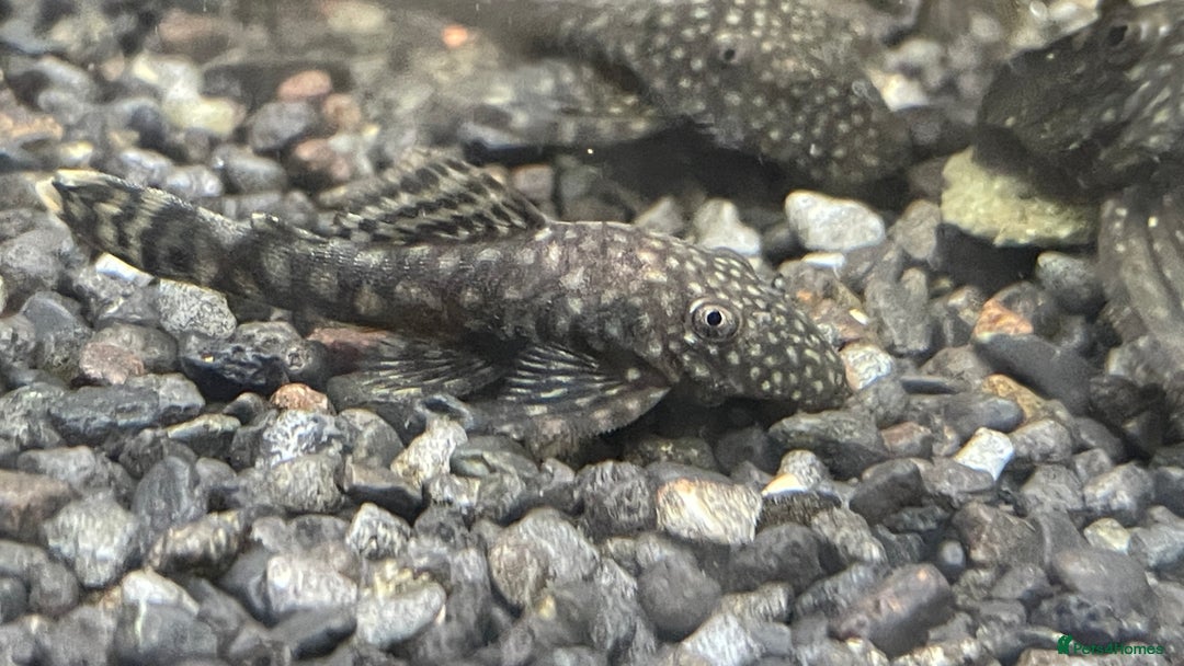 Plecos fish for sale: Bristlenose pleco - Advert 3