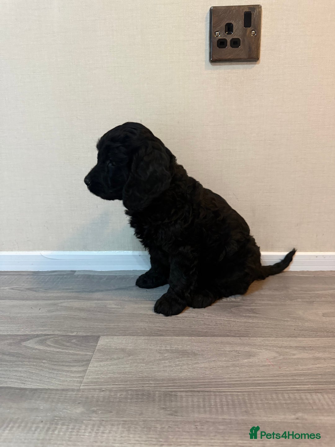 Cockapoo dogs for sale: Cockapoo puppies - Advert 8