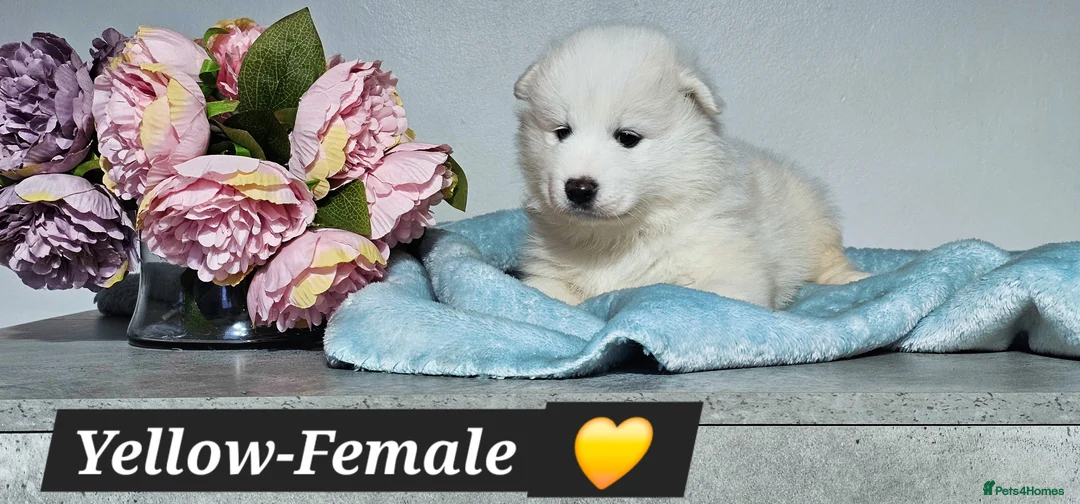 Samoyed dogs for sale: ‼️KC Registered Puppies!!!‼️ - Advert 3