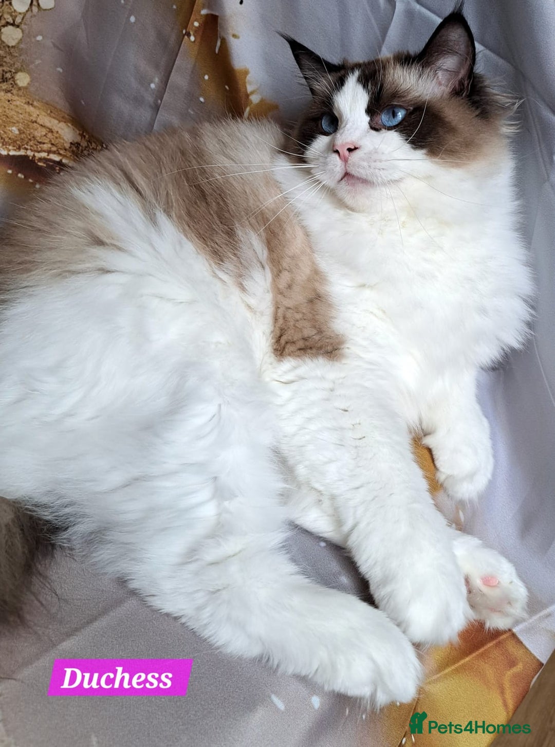 Ragdoll cats for sale: Exceptional bloodlines Ragdolls 💞💞 - Image 6
