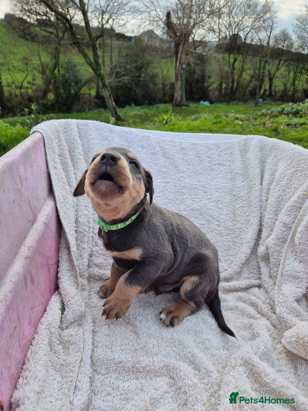 Mixed Breed dogs for sale: Huntaway x collie pups - Advert 5