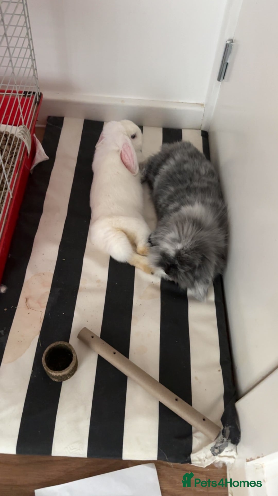 Mini Lion Lop rabbits for sale: Beautiful Bunny’s Sushi 5yrs & Marshmallow 3yrs - Advert 5
