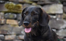 Dachshund dogs for stud: **KC Working Teckle for Stud** in Sheffield - Image 2