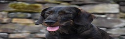 Dachshund dogs for stud: **KC Working Teckle for Stud** in Sheffield - Advert 2