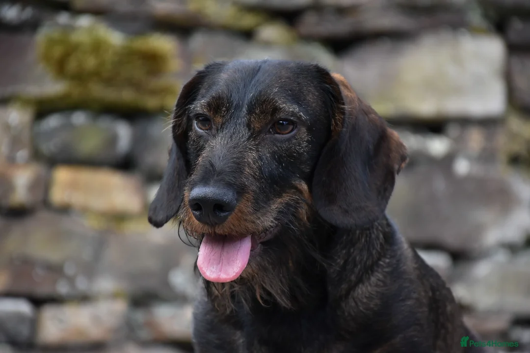 Dachshund dogs for stud: **KC Working Teckle for Stud** in Sheffield - Advert 2