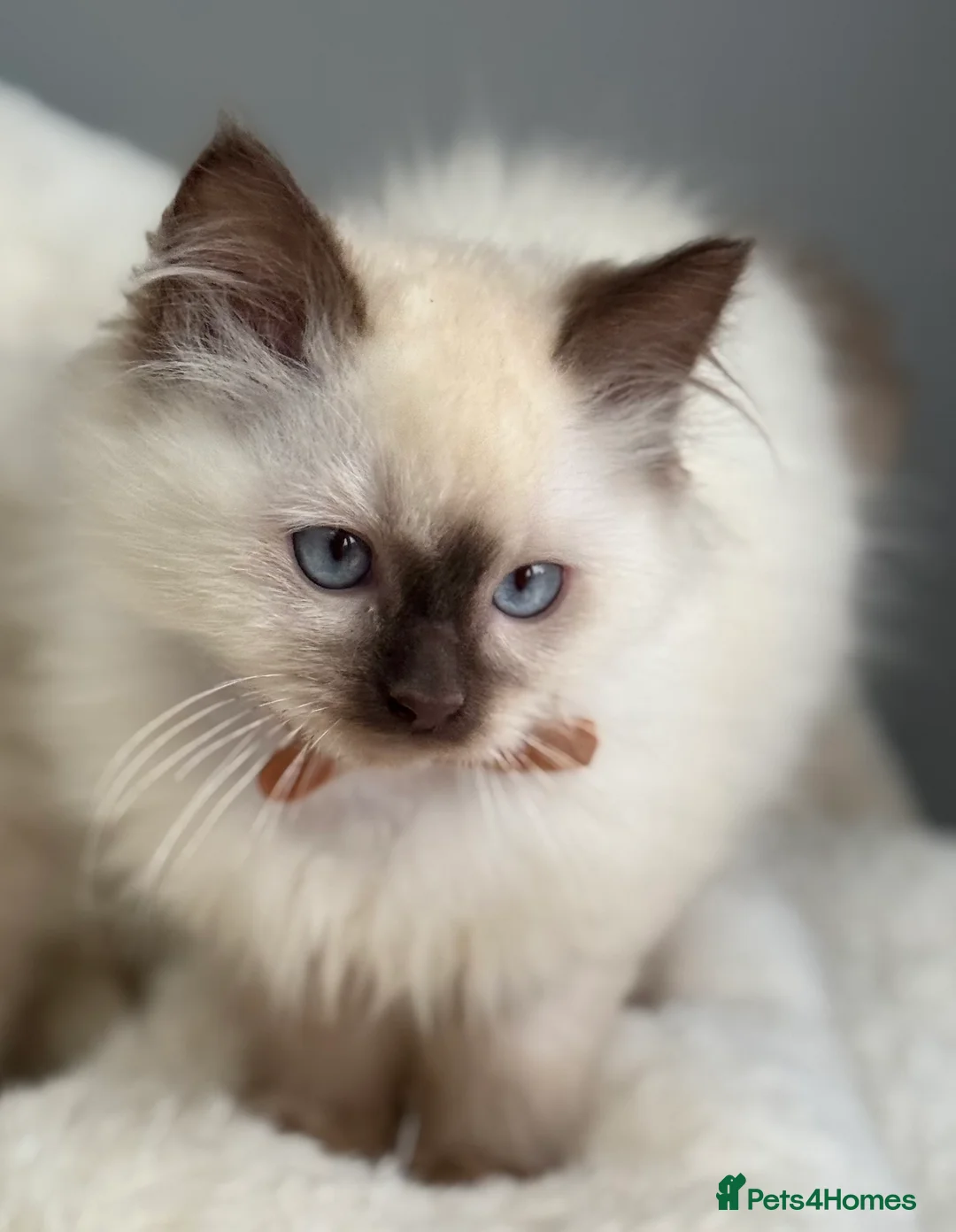 Ragdoll cats for sale: 🏅GCCF RAGDOLLS AWARD WINNING LINES NOW AVAILABLE  - Advert 16