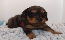 Cavapoo dogs for sale: Extensively Health tested Rare F1 Cavapoos - Image 7