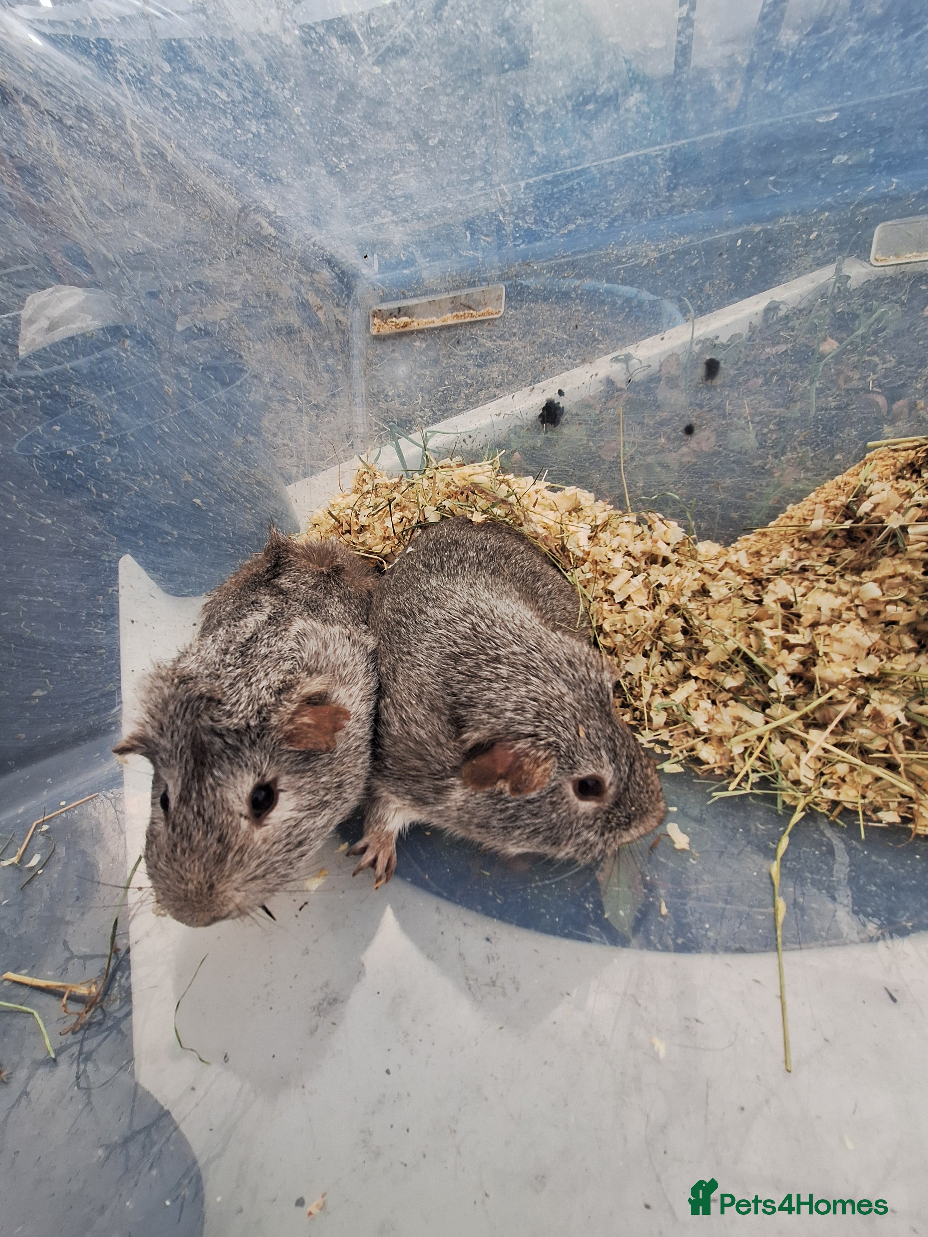 Guinea Pig rodents A pair of male guinea pigs for sale £40 in Manchester - Advert 21