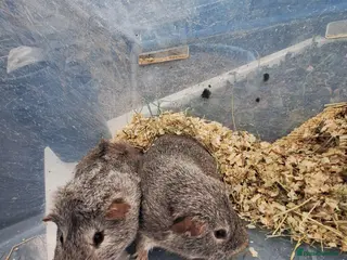 Guinea Pig rodents A pair of male guinea pigs for sale £40 in Manchester - Advert 21