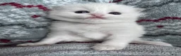 Ragdoll cats for sale: 🏆gccf ragdoll kitten-exceptional pedigree - Advert 5