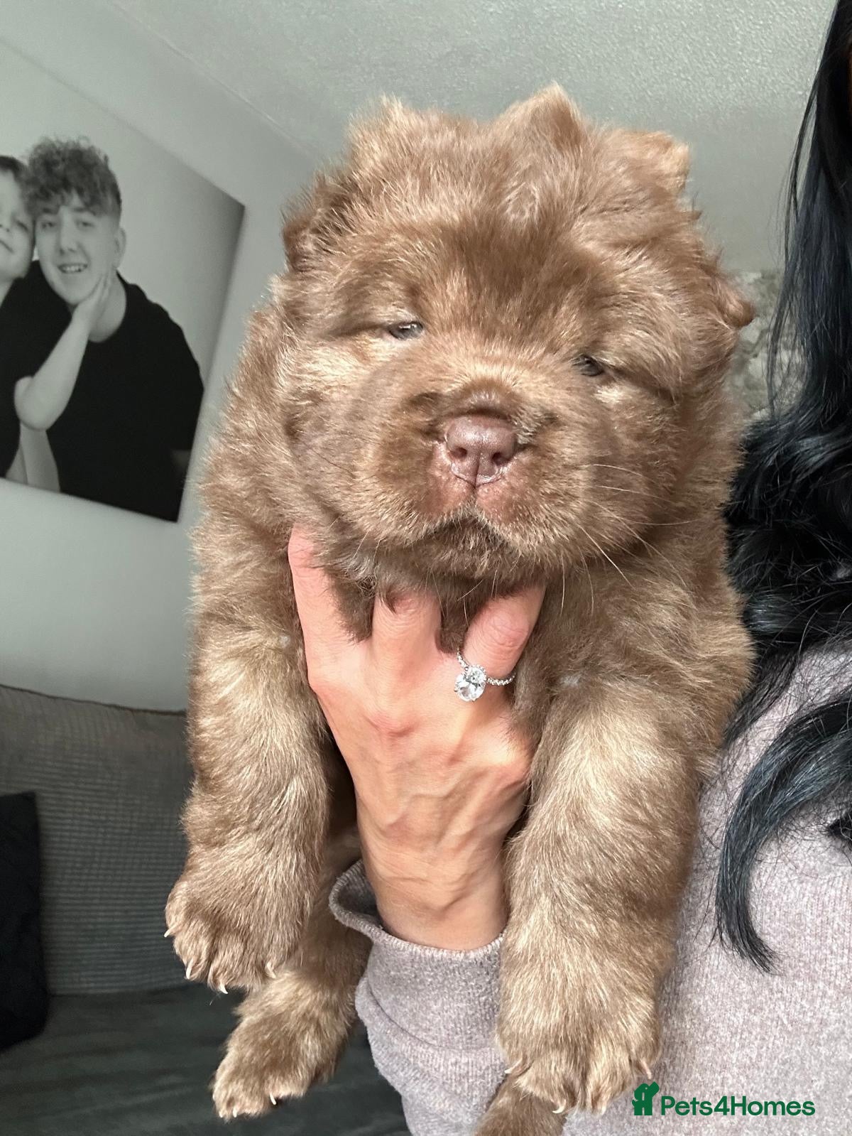 Chow Chow dogs Chowski puppies  - Advert 1