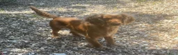 Cocker Spaniel dogs for sale: Two beautiful cocker spaniel puppies  in Tiverton - Advert 3