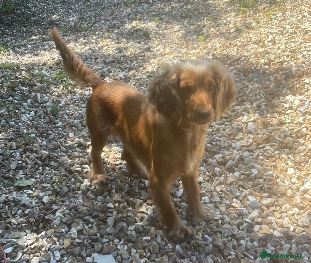 Cocker Spaniel dogs for sale: Two beautiful cocker spaniel puppies  in Tiverton - Advert 3