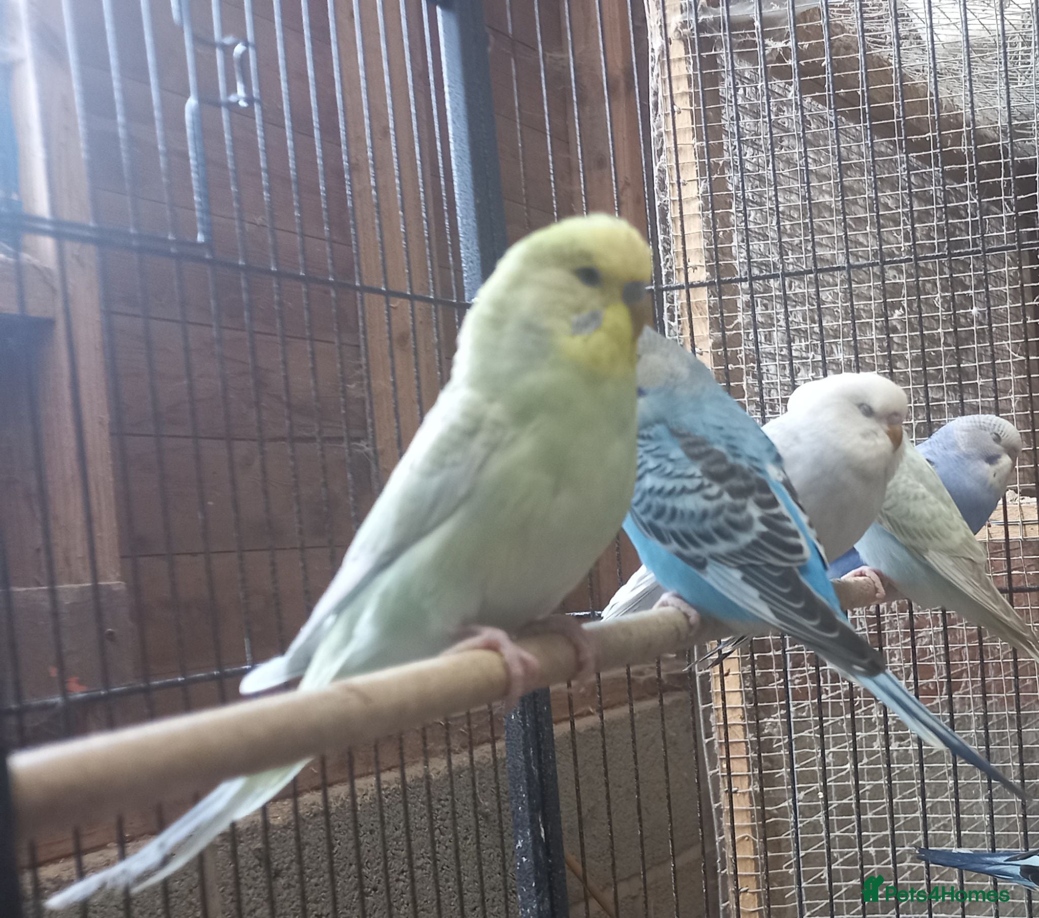 Budgerigars birds Baby Budgies For Sale - Advert 1