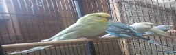 Budgerigars birds for sale: Baby Budgies For Sale - Advert 5