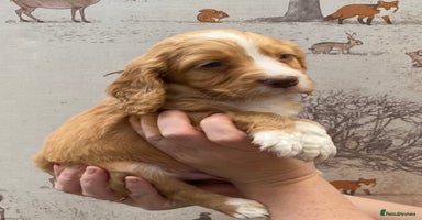 Cocker Spaniel dogs - Advert 14