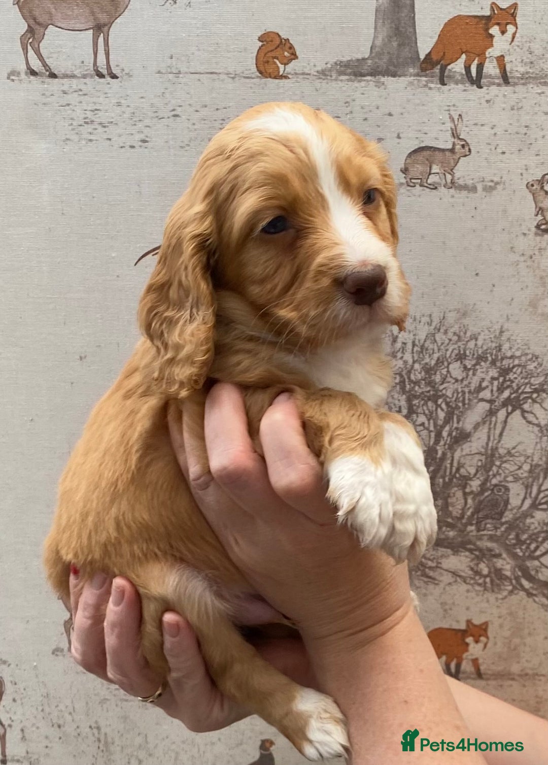 Cocker Spaniel dogs for sale: Beautiful KC Registered Working Cocker Spaniel Boy - Image 6