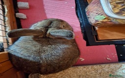 Netherland Dwarf rabbits for sale: rodney  - Advert 5