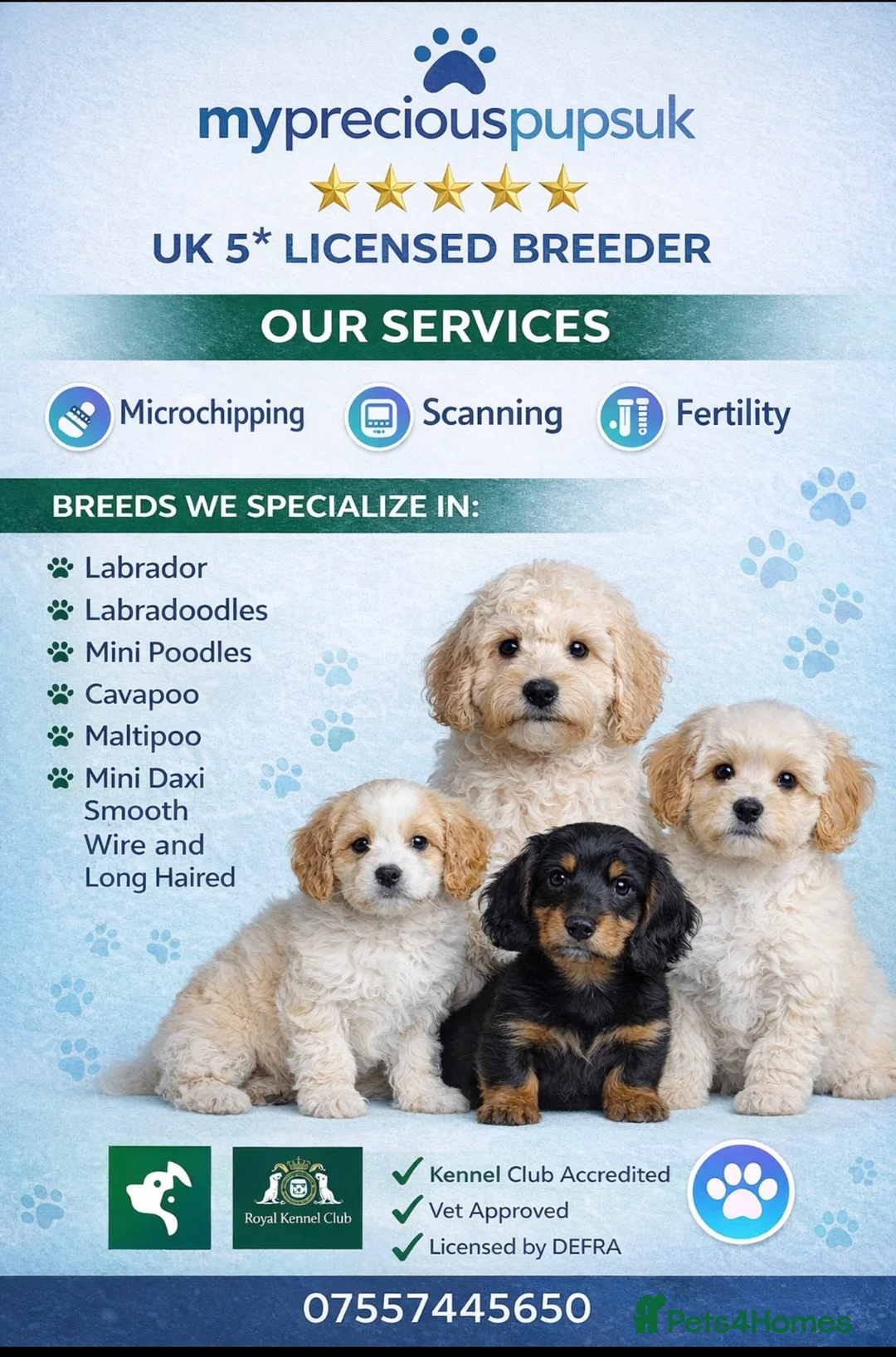 Miniature Poodle dogs for sale: Kc fully health genetic Ruby poodles  - Advert 19