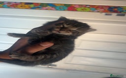 Mixed Breed cats for sale: dark calico and tabby mixed female kitten on sale! - Image 1